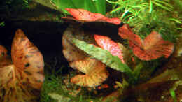 aquarium-von-oliver-altorfer-becken-7301_Nymphea lotus red (roter Tigerlotus)