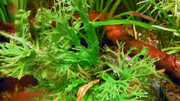 aquarium-von-oliver-altorfer-becken-7301_Microsorum pteropus windelov