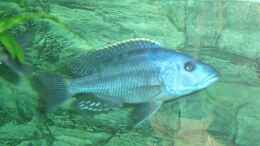 aquarium-von-toelz-toelz-raeuberhoehle_Tyrannochromis Macrostoma Bock