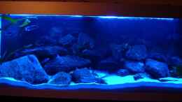 aquarium-von-gallireya-reef-erstes-malawi_Nachtlicht