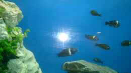 aquarium-von-christian-koester-becken-732_Maswa Truppe