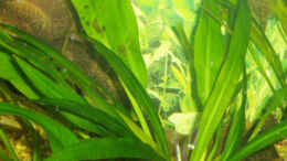 aquarium-von-michael-spillner-becken-733_Die schöne Echinoduros bleheri