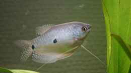 Aquarium einrichten mit Blauer Fadenfisch(weiblich)