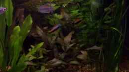 aquarium-von-slap-fighter-fcn-becken-7339_rechts Pflanzen, links Wurzeln, hinten Dekowand