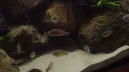 aquarium-von-tim-andresen-becken-735_Wenn man genau hinschaut sieht man P. Crimson Tide aus seine