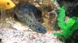 aquarium-von-andreas-hesse-becken-7368_Synodontis Njassae   