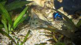Aquarium einrichten mit Pseudotropheus demasoni / Synodontis Njassae  