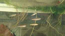 Aquarium einrichten mit Benthochromis Tricoti SNZ (ca. 4 Monate)