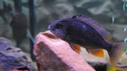 Aquarium einrichten mit ><(((°>  Copadichromis borleyi Kadango F1 Weibchen