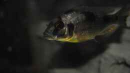 Aquarium einrichten mit ><(((°>  Naevochromis chrysogaster WF Weibchen