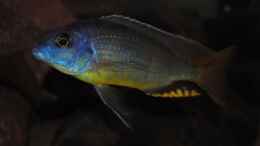 Foto mit ><(((°>  Naevochromis chrysogaster WF Bock 
