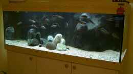 aquarium-von-martin-vajs-becken-7415_My biotope tank - Tanganyika (TROPHS) from North