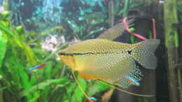 Foto mit Mosaikfadenfisch - Trichogaster leerii