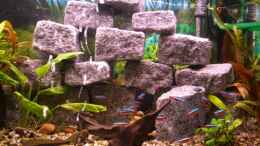 aquarium-von-daniel-becken-7466_Meine selbs entworfene Granitsteinmauer