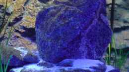 aquarium-von-dommsel-becken-7483_Der große granit Berg