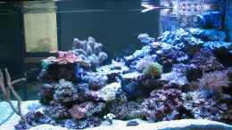 aquarium-von-harald-schuster-becken-7504_Aquarium steht seit Februar 2007 und ist als Raumteiler gest
