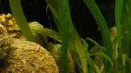 aquarium-von-lakritzkatze-merlins-reich_Schwertpflanze, Schnellwachsend