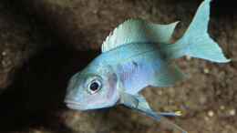 aquarium-von-georg-botz-tanganjika-seit-2008_Ophtalmotilapia ventralis Männchen F1: Balzen über einem f