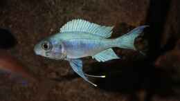 aquarium-von-georg-botz-tanganjika-seit-2008_Ophtalmotilapia ventralis Männchen F1:Balzstimmung