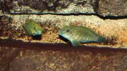 Aquarium einrichten mit Eretmodus cyanostictus (Moba)