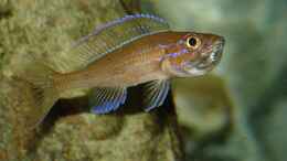 Aquarium einrichten mit Paracyprichromis nigripinnis blue neon (w) mit