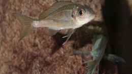 aquarium-von-georg-botz-tanganjika-seit-2008_Ophtalmotilapia ventralis Weibchen F1 wird angebalzt