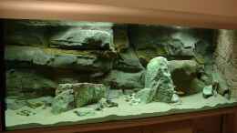 aquarium-von-georg-botz-tanganjika-seit-2008_Die ersten Fische aus dem alten Becken sind umgezogen: es si