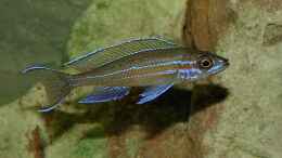 Foto mit Paracyprichromis nigripinnis blue neon (m) m neuen Aquarium