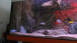 aquarium-von-albert-becken-7610-nur-noch-als-beispiel_li unten Moorii Weibchen mit Junge. 3 x Steveni Taiwan (29-0