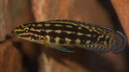 Aquarium einrichten mit Julidochromis marlieri
