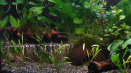 aquarium-von-dirk-becken-7660_Terasse mit Holz (Moosbepflanzt) und einer Kokosnussschale
