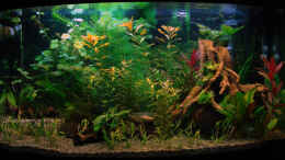 aquarium-von-dirk-becken-7660_Juwel Vision 180