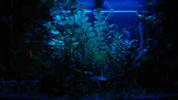 aquarium-von-dirk-becken-7660_Mondlicht