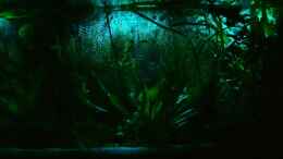 aquarium-von-frank-krueger-schaubecken-im-wohnzimmer_Becken mit Nachtlicht