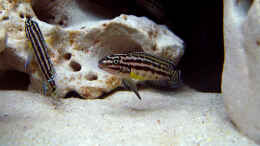 Aquarium einrichten mit Julidochromis regani