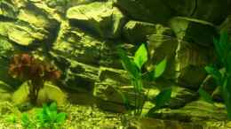 Aquarium einrichten mit 21.01.08 - rechts: Echinodorus bleheri; links rot: