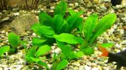 Aquarium einrichten mit Echinodorus parviflorus -Detailansicht- wächst