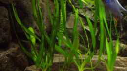 Aquarium einrichten mit Crinum thaianum und kleine Cryptocoryne aponogetifolia