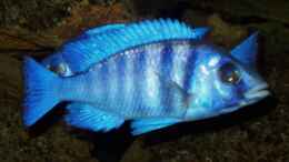Foto mit Placidochromis phenochilus