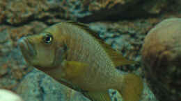 aquarium-von-oliver-vieth-becken-771_Altolamprologus Compressiceps (Goldkopf) 
