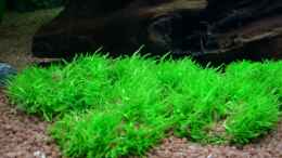 Aquarium einrichten mit Utricularia graminifolia