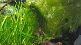 aquarium-von-aquarienfreund44-becken-7783_Morkienwurzel mit Javafarn und Moos bepflanzt