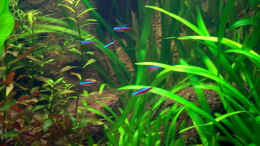 Aquarium einrichten mit Rote Neonsalmler (Paracheirodon axelrodi)