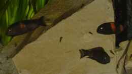 Aquarium einrichten mit Jungtiere Tropheus moorii BuluPoint