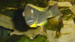 Aquarium einrichten mit Tropheus brichardi Ujiji
