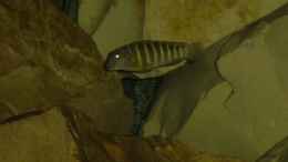Foto mit Eretmodus cyanostictus Organge Spot