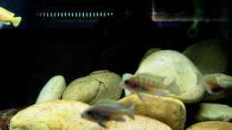 aquarium-von-romain-gansen-becken-7821_Schnellfilterüberlaufschacht (schwer zu erkennen wegen den 