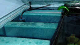 aquarium-von-romain-gansen-becken-7821_Biofilter mit HMF Funktion links im Becken.