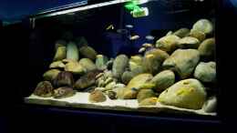 aquarium-von-romain-gansen-becken-7821_Eine Gurke wird dankend angenommen.