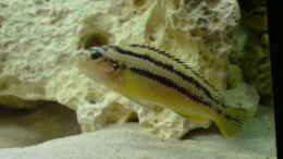 Aquarium einrichten mit Melanochromis Auratus weiblich